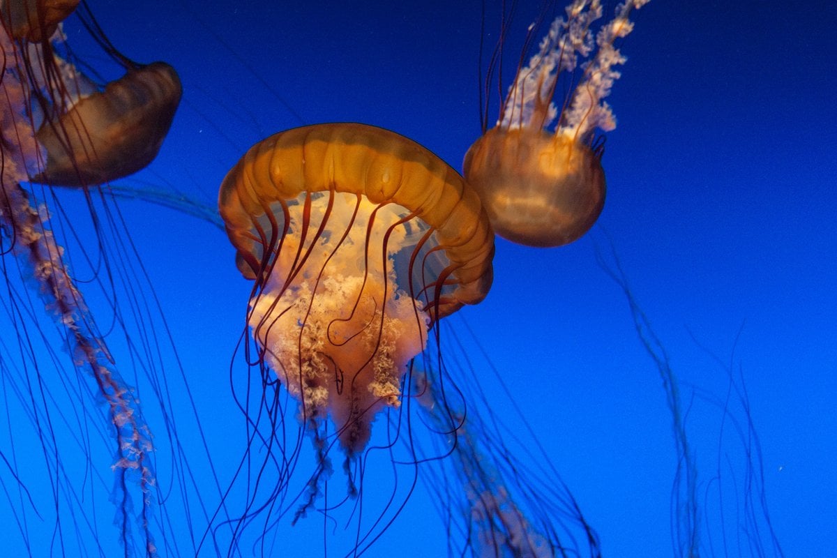 Monterey Bay Aquarium - Gallery Image 1